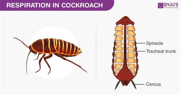 Can a cockroach survive in a human stomach?