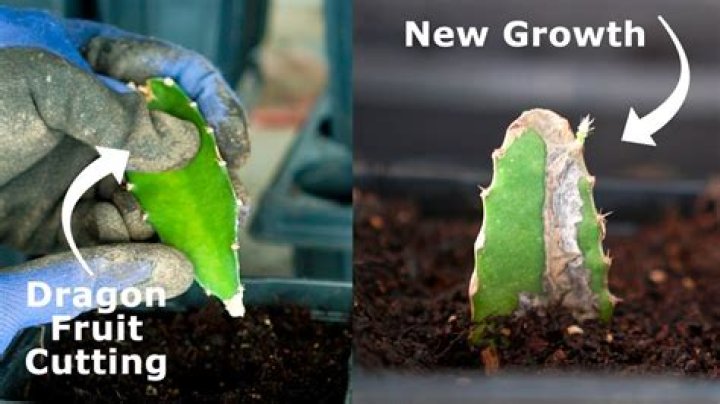 Can cuttings be too long?