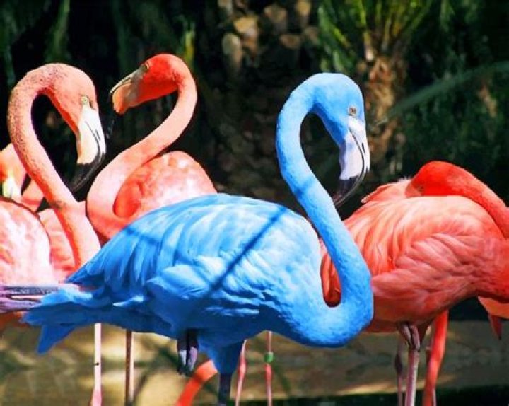 Do blue flamingos exist?
