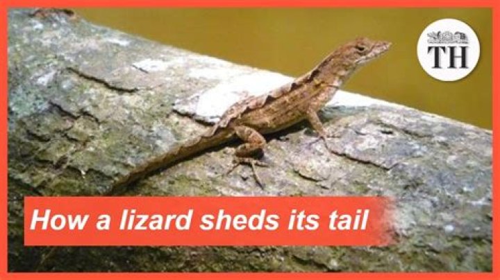 What happens when you cut a lizard tail off?