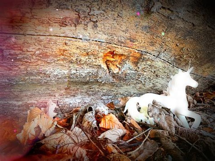 Where do unicorns live?